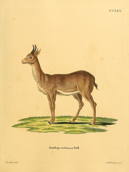 Bohor Reedbuck Print