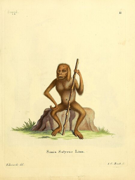 Bornean Orangutan Print