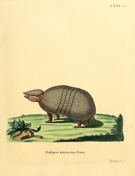 Brazilian Three Banded Armadillo by History In Your Home