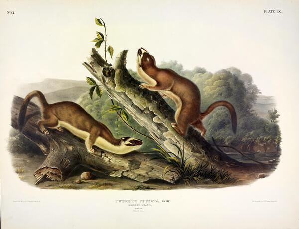 Bridled Weasel Print