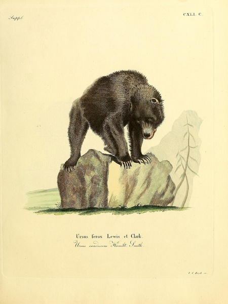Brown Bear Print