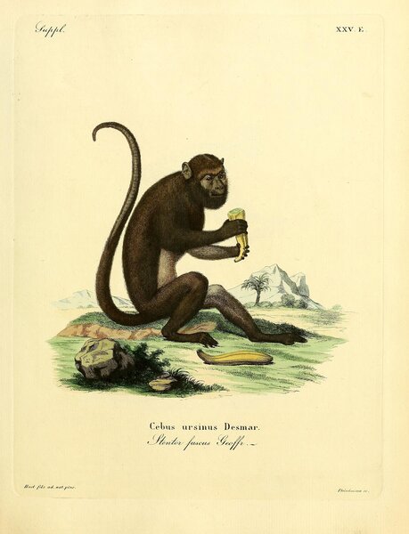 Brown Howler Print