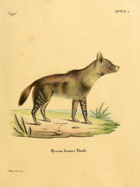 Brown Hyena Print