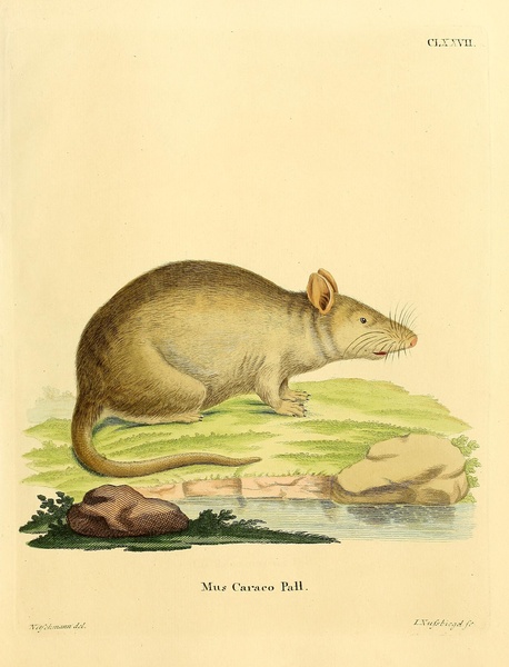 Brown Rat Print