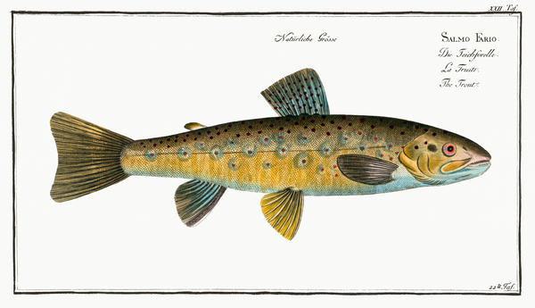Brown River Trout Print