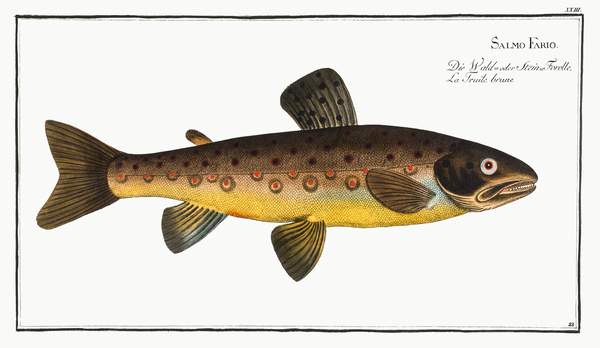 Brown River Trout 2 by History In Your Home