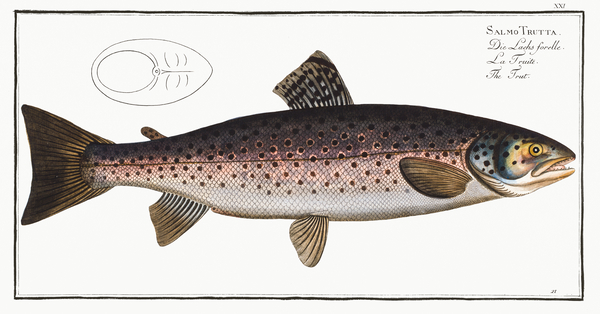 Brown Trout Print