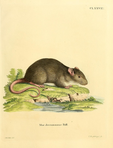 Brown rat 2 Print