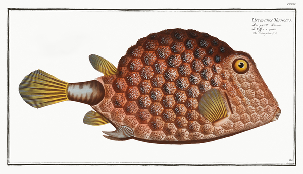 Buffalo Trunkfish Print