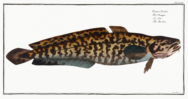 Burbot Cod Print