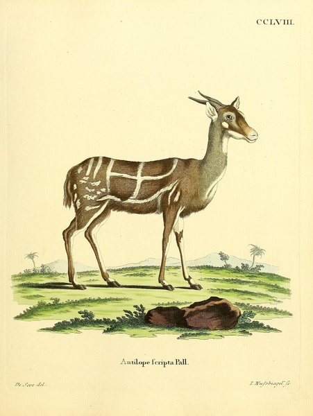 Bushbuck Print