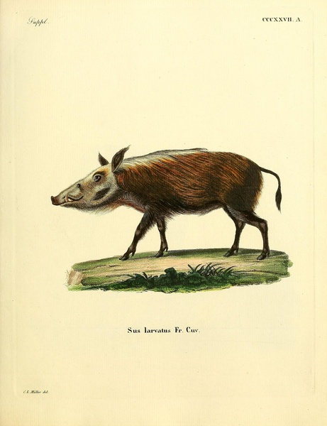 Bushpig Print