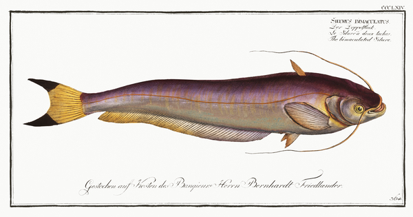 Butter Catfish Print