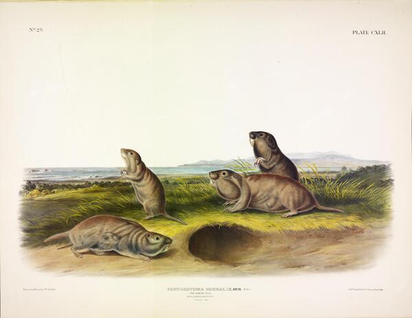 Camas Pocket Gopher by History In Your Home