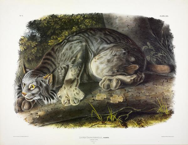 Canada Lynx Print