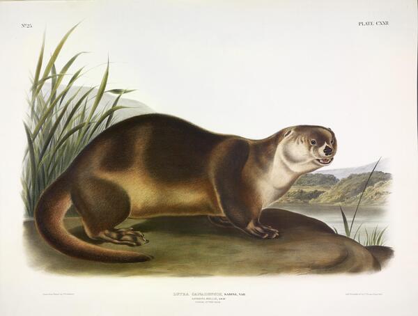 Canada Otter Print
