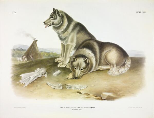 Canadian Eskimo Dog by History In Your Home