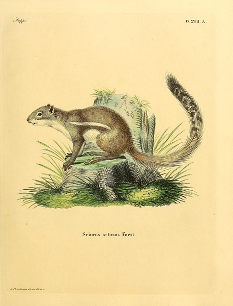 Cape Ground Squirrel Print