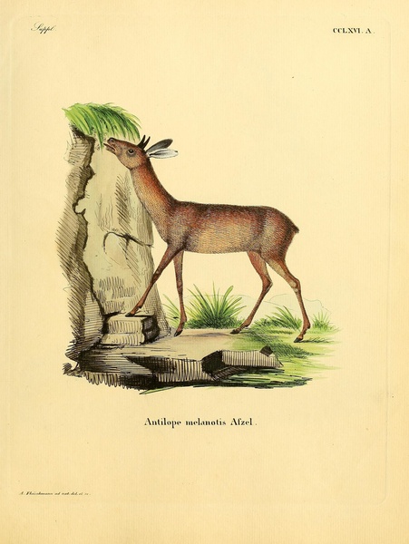 Cape Grysbok Print