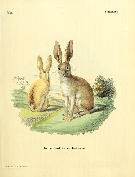 Cape Hare Print