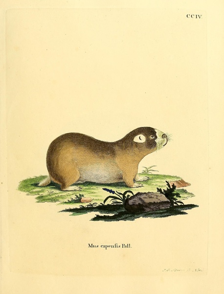Cape Mole Rat Print