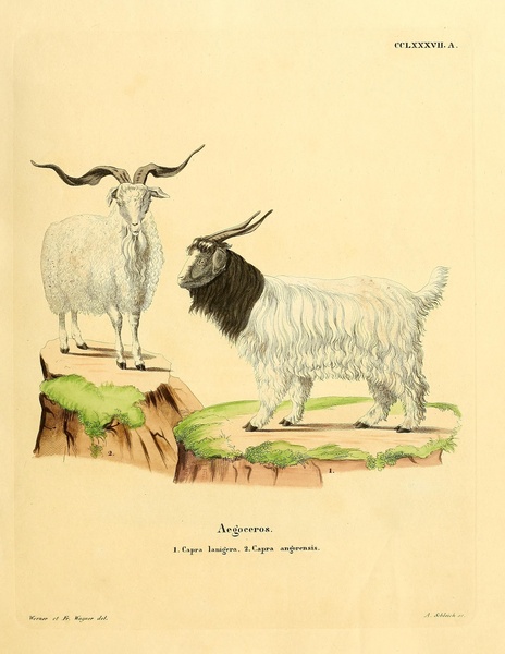 Cashmere Goat  Angora Goat by History In Your Home