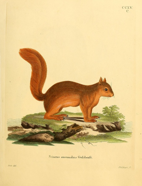 Caucasian Squirrel Print