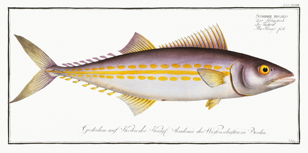 Cero Pintado Kingfish by History In Your Home