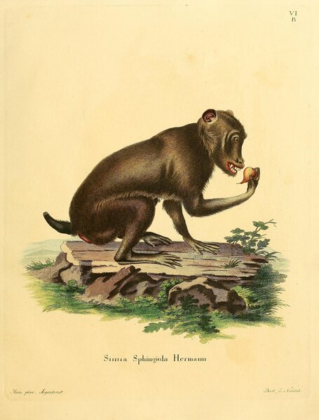 Chacma Cape Baboon by History In Your Home