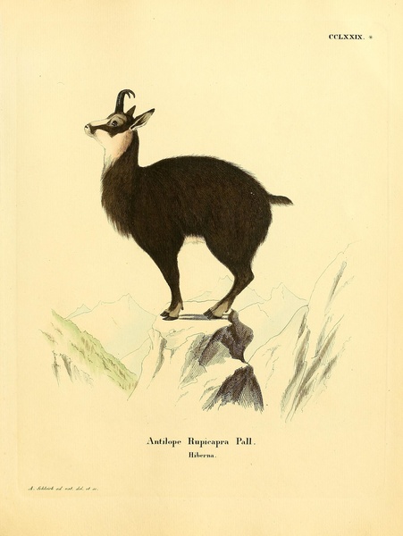 Chamois by History In Your Home