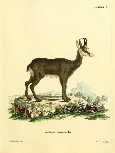 Chamois 2 Print