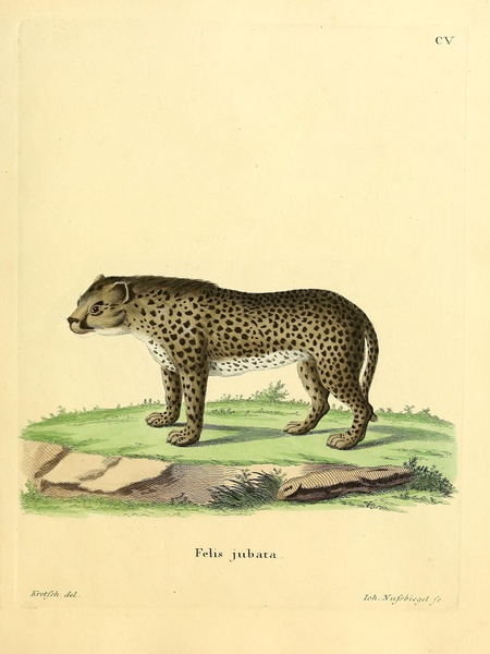 Cheetah Print