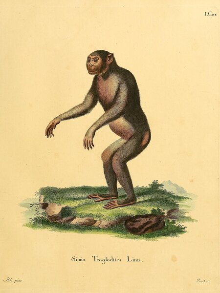 Chimpanzee 2 Print