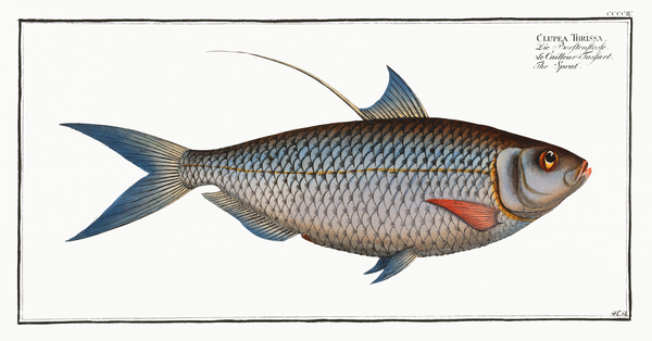 Chinese Gizzard Shad by History In Your Home