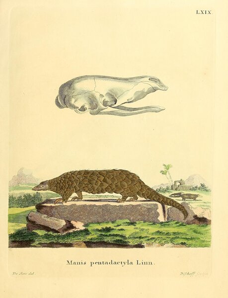Chinese Pangolin by History In Your Home