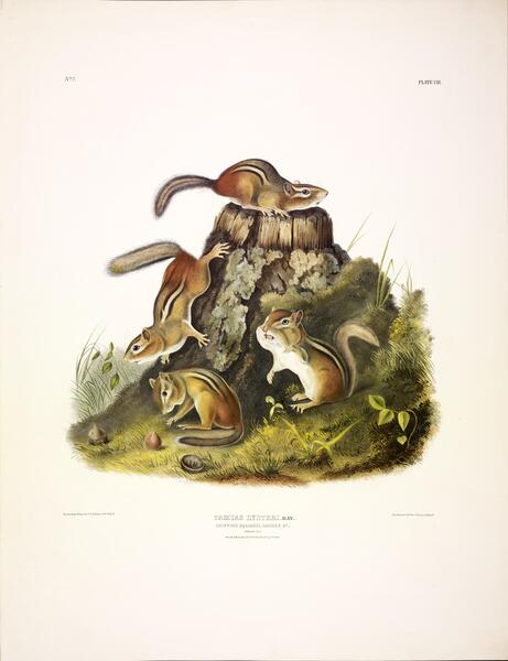 Chipmunk Print