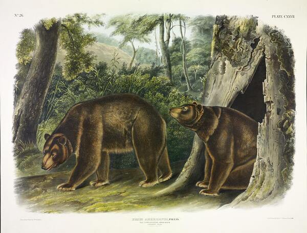 Cinnamon Bear Print