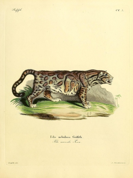 Clouded Leopard Print