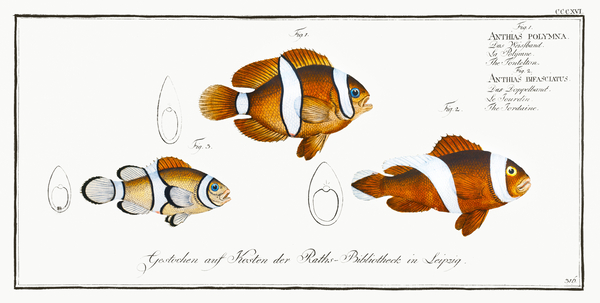 Clownfish Anemonefish by History In Your Home