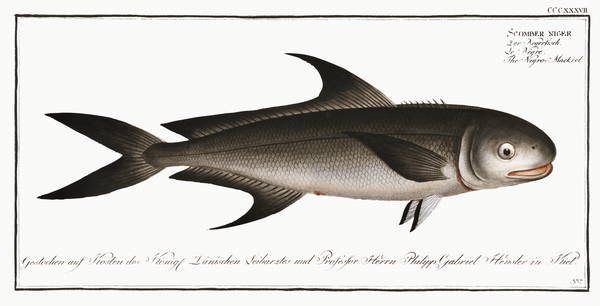 Cobia Print