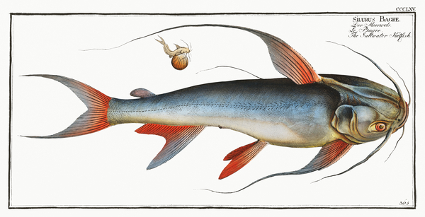 Coco Sea Catfish Print