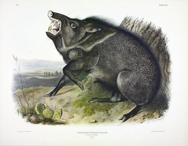 Collared Peccary Print