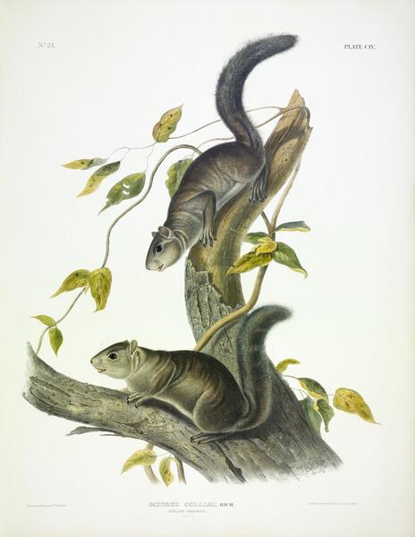 Collies Squirrel Print