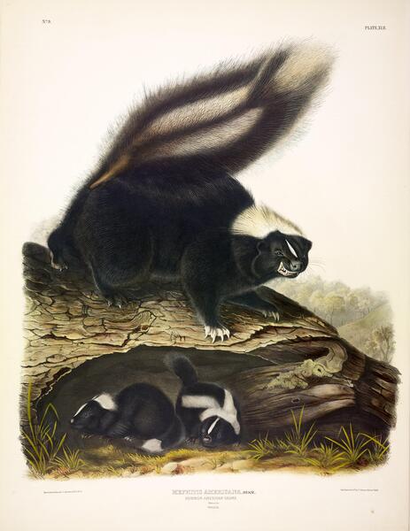 Common American Skunk Print
