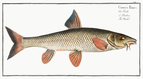 Common Barbel Print