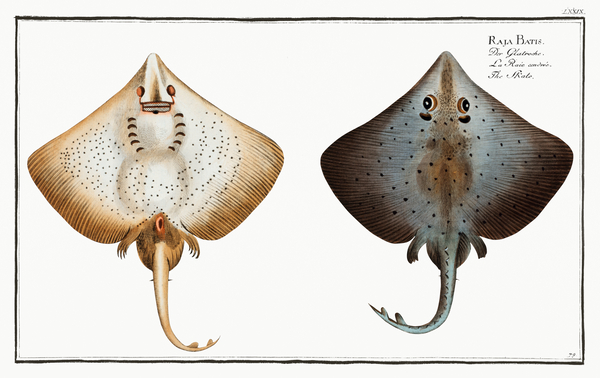 Common Blue Skate Print