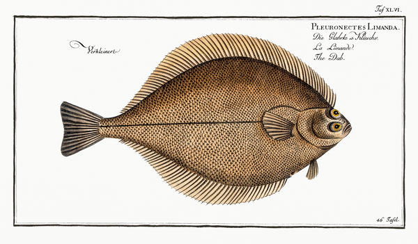 Common Dab Flatfish Print
