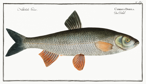 Common Dace Print