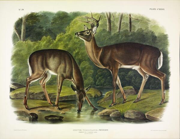 Common Deer Print