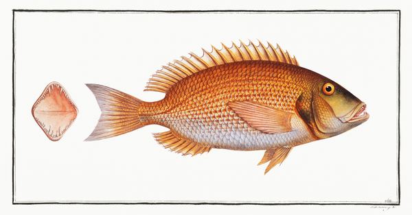 Common Dentex Print